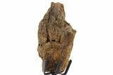 Fossil Hadrosaur Limb Bone Section w/ Metal Stand - South Dakota #339928-2
